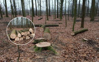 «Бензопили чути навіть удома«». Чи законно ріжуть ліс у Прибузькому лісництві?