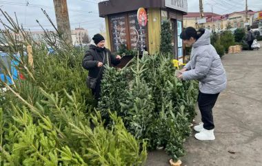 А ви знали? На Вінниччині виростили найбільше ялинок для продажу в Україні