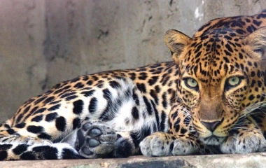 «Готова дати гроші, аби тільки був живий»: вінничанка занепокоїлася чутками про можливе приспання леопарда в зоопарку
