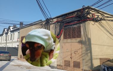 «Дівчата, замерзаю я й тварини»: понад 30 годин чекали світла  на двох вулицях Старого міста