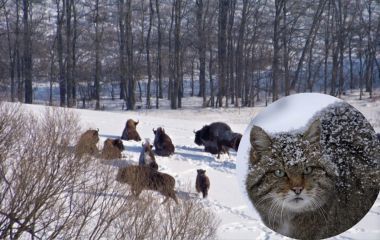 Червонокнижні зубри та дикі коти. Яких ще тварин можна зустріти в наших лісах у січні?