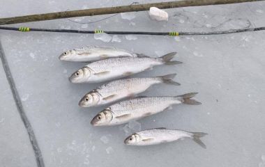 50 000 гривень за п'ять рибин: у Ямполі браконьєр піймав «золотий» улов