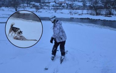 У Тиврові хаскі напала на лебедя. Як пояснив ситуацію власник Рагнарьока