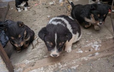 «Озвіться! Це прохання військових»: забрати тварин з прифронтової зони просять оборонці