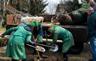 Клени, платани та тюльпанові дерева: де у Вінниці вже стартувало озеленення і що посадять цього сезону