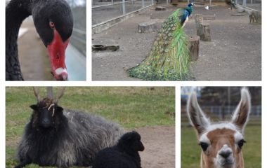 Старі ціни та нові можливості: як вінницький зоопарк прийматиме гостей у квітні