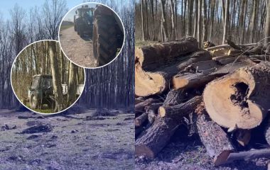Деревина, якої «не мало бути», та погоня в лісі: що сталося в Іллінецькому лісництві?