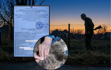 В Іллінцях чоловік застрелив сусідську кішку Асю. Чому господарі не можуть добитися справедливості і що каже закон?