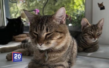 Котячі пригоди та екскурсія містом. У Вінниці проведуть «Пухнасті історії міста»