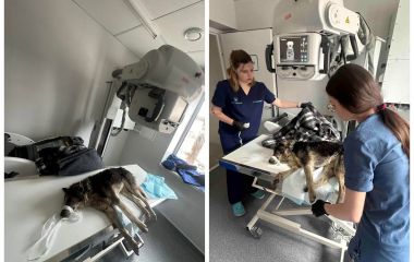 Куля в тілі та опіки від клею: у Вінниці нелюди познущались над собакою та викинули помирати