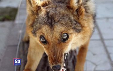 Домашній собака захворів на сказ — у громаді на Вінниччині ввели карантин