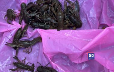 600 грамів раків коштуватимуть понад 100 000 тисяч. Поблизу Олексіївки спіймали браконьєра