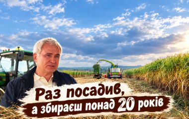 Трава, що замінює дрова: чому міскантус не прижився на полях Вінниччини?