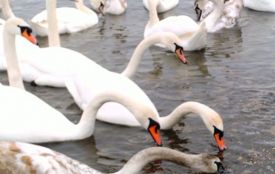 На Вінниччині люди охороняють лебедине царство від мисливців