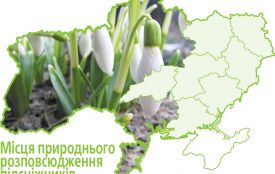 Чому не “звільняють” з Червоної книги підсніжники та черемшу, коли їх повно