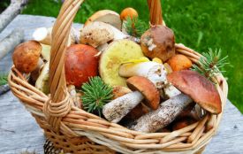 Як збирати гриби, щоб не отруїтися