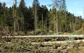 Незаконна вирубка лісу: на Вінниччині судитимуть трьох «чорних» лісників