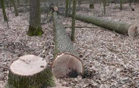 На Літинщині четверо чоловіків виконували замовлення: зрубали 15 дубів