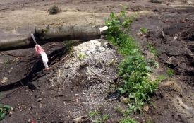 В Крижополі оштрафували мешканців, які зрізали три вишні та пару слив