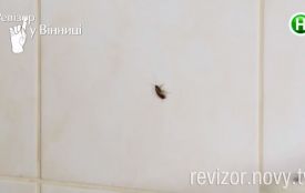 У закладах, де "Ревізор" знайшов тарганів, просять провести перевірки