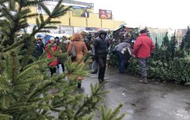 Де та за скільки придбати новорічну ялинку у Вінниці?