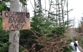 У Калинівському районі дерево завалило 26-річного лісника. Він не вижив