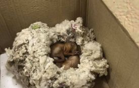 Лісова пожежа у Чорнобилі: показали зворушливі фото врятованих більчат та уцілілих тварин
