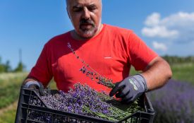 Лавандову олію будуть робити в Ладижині. Запашні квіти завезли на переробку