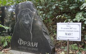 Як виглядає вінницьке кладовище домашніх тварин. І чи можливо легально поховати улюбленця?