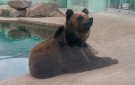 У бурих ведмедів з Подільського зоопарку з'явився опікун