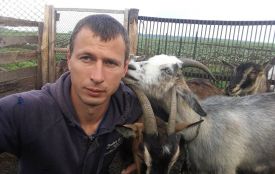 Переселенець з Криму робить козячий сир. Бізнес почав з тещиних кіз