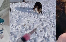 В мікрорайоні Академічний скажена собака покусала дівчинку