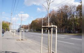 Клани, липи та дуби. Цьогоріч у Вінниці висадять близько 1500 дерев