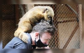 Сумували за людьми під час карантину. Як змінилося життя тварин у вінницькому зоодворику