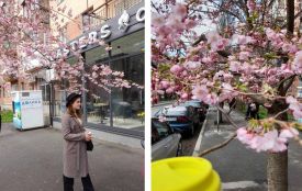 Сезон фотосесій на Порика офіційно відкритий. У Вінниці зацвіли сакури (ФОТО ДНЯ)