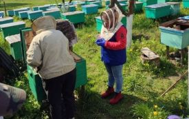 Масове отруєння бджіл у Жмеринці: хто винен і чому не всі пасічники подадуть до суду?