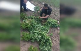 На Вінниччині жінка виростила 440 кущів опіумного маку