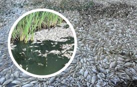 «Найбільше у воді мертвих пліток і лящів». На Ладижинському водосховищі знову масово загинула риба