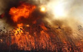 У Гайсині горів не спиртзавод, а очерет. Площа займання склала близько 100 квадратів
