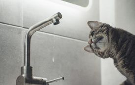 Старе місто залишиться на 36 годин без води. Перелік адрес