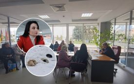 «Не дають годувати, труять та б'ють...» Зооволонтери звернулися до міської влади
