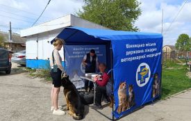 Тільки на Бучмах вакцинували понад 500 собак та котів. У Вінниці продовжують робити щеплення