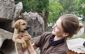 У Немирові надзвичайники врятували песика, що застряг під бетонними плитами