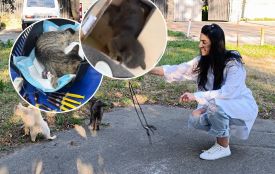 Одного до смерті побили, іншого отруїли... Випадки жорстокого поводження з котами у Вінниці