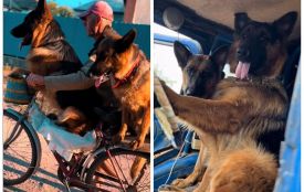 Спрайт та Фанта — трактористи. Розповідаємо про вівчарок, які стали зірками ТікТоку