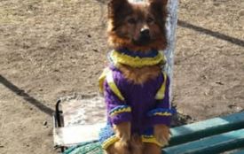 Пес Джеккі після отруєння знову в строю та збирає кошти на дрони для захисників