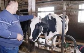 «Зіткнулися з сотнями перепон»: чому сімейна ферма не може продавати крафтові сири?
