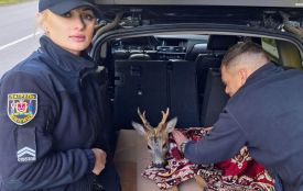 Небайдужість на дорозі: вінницькі патрульні врятували життя дикої тварини