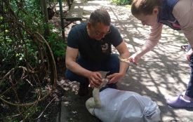 «Хтось прострелив птаху очі»: волонтерка з Бара врятувала сліпого лебедя