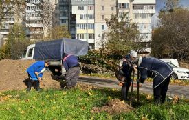 Чи задоволені ви озелененням у своєму районі? Ми запитали вінничан
